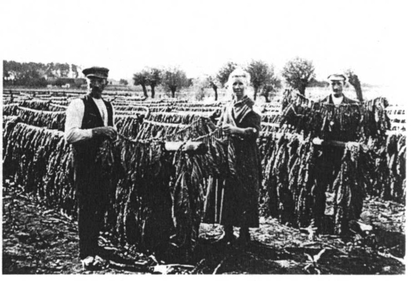 Elbląg, Suszenie tytoniu w Olszanicy Elbląg, Suszenie tytoniu w Olszanicy