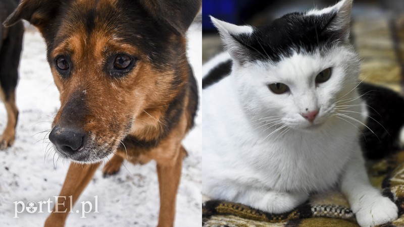 Elbląg, Marysia (po lewej) i Agat Elbląg, Marysia (po lewej) i Agat