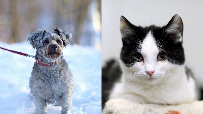 Elbląg, Basia (po lewej) i Piotruś