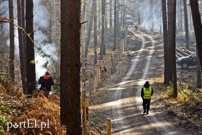 Elbląg, Rozpoczęła się wycinka drzew pod budowę kanału na mierzei