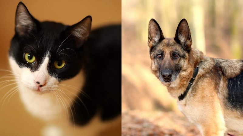 Elbląg, MIchael (po lewej) i Abra Elbląg, MIchael (po lewej) i Abra