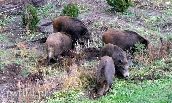 Elbląg, Będą szukać martwych dzików Elbląg, Będą szukać martwych dzików