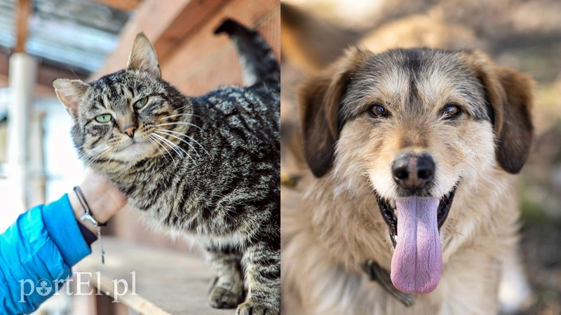 Elbląg, Maurycy (po lewej) i Dżeki