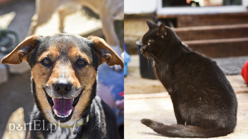 Elbląg, Tolek (po lewej) i Bielik