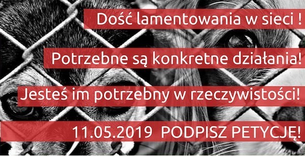 Elbląg, Z pomocą bezdomnym zwierzętom