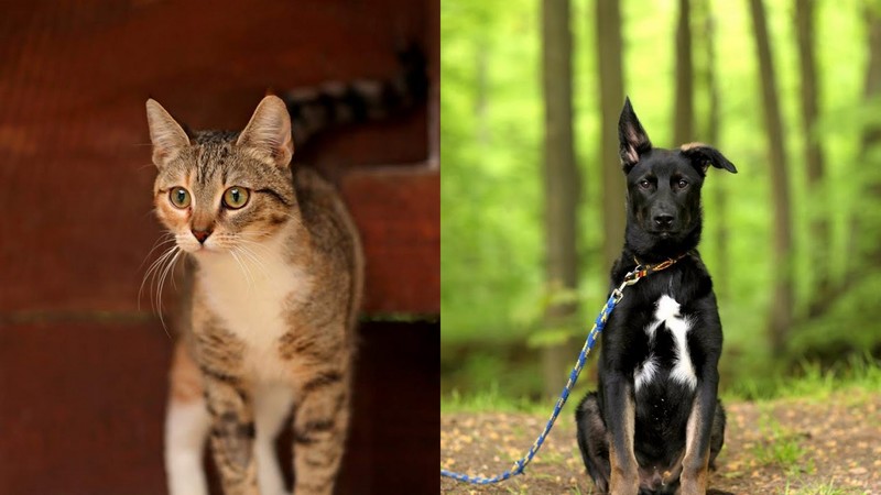 Elbląg, Majka (po lewej) i Tuptup