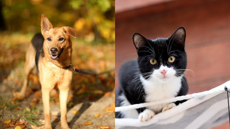 Elbląg, Hera (po lewej) i Maniek