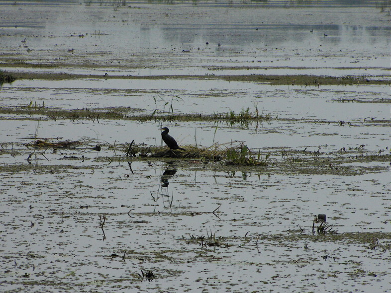 Elbląg, Koromoran na jeziorze Druzno Elbląg, Koromoran na jeziorze Druzno
