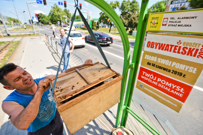 Elbląg, Pszczoły zostały bezpiecznie przewiezione w inne miejsce