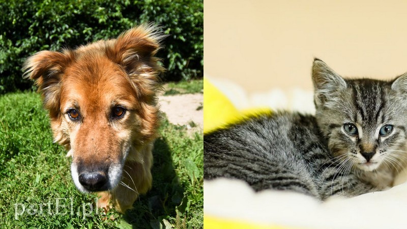 Elbląg, Łukasik (po lewej) i Desperados Elbląg, Łukasik (po lewej) i Desperados