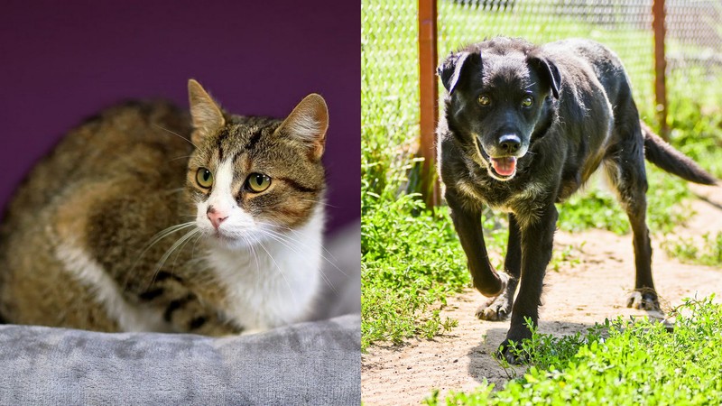 Elbląg, Galeria pod psem i kotem (Odc.69) Elbląg, Galeria pod psem i kotem (Odc.69)