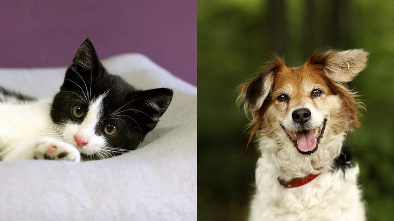 Elbląg, Kaira (po lewej) oraz Perła Elbląg, Kaira (po lewej) oraz Perła