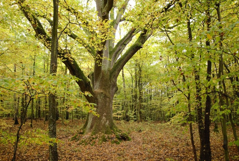 Elbląg, Twardziel i lekarz  (Opowieści z lasu, odc. 184)