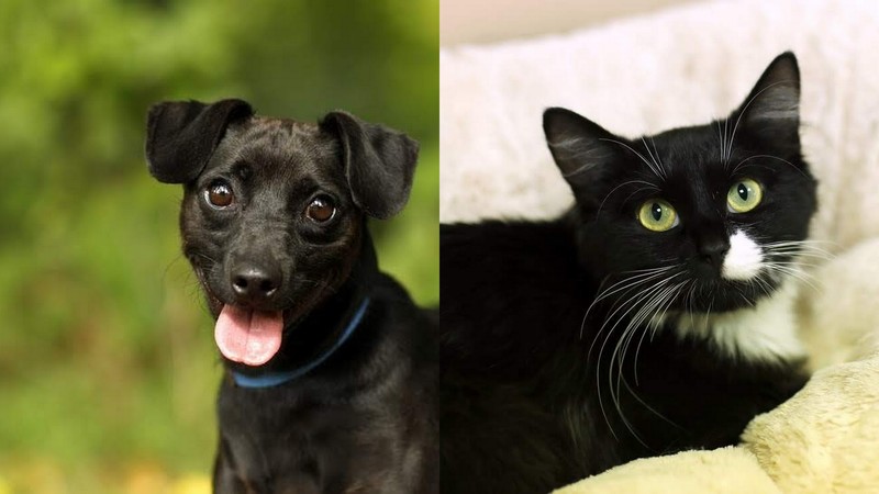 Elbląg, Kermit (po lewej) i Ciri Elbląg, Kermit (po lewej) i Ciri