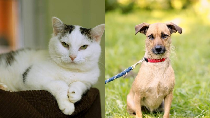 Elbląg, Łacia (po lewej) i Pinka