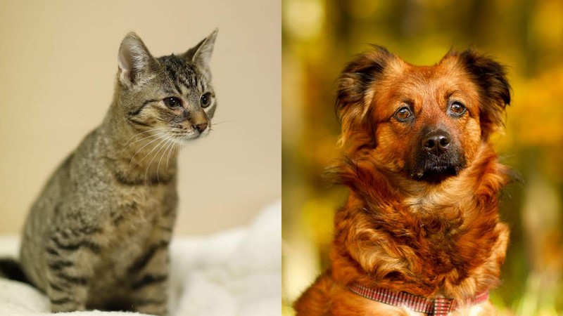 Elbląg, Jasiu (po lewej) i Cherry