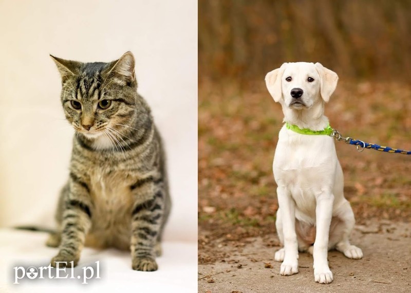 Elbląg, arch. schroniska dla zwierząt Elbląg, arch. schroniska dla zwierząt