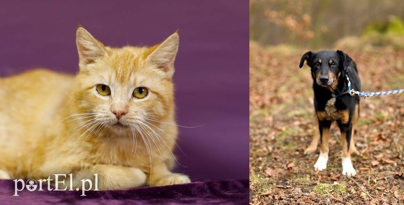 Elbląg, arch. schroniska dla zwierząt