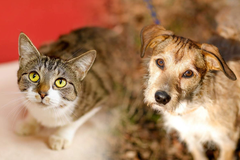 Elbląg, Galeria pod psem i kotem (odc.94) Elbląg, Galeria pod psem i kotem (odc.94)