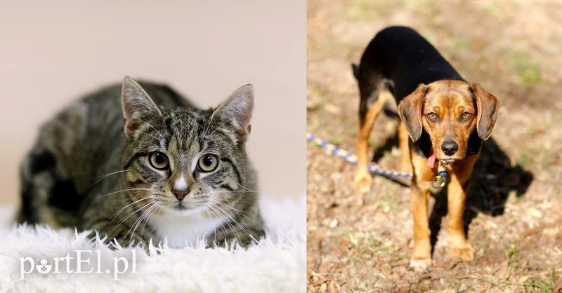 Elbląg, Galeria pod psem i kotem (odc.96) Elbląg, Galeria pod psem i kotem (odc.96)