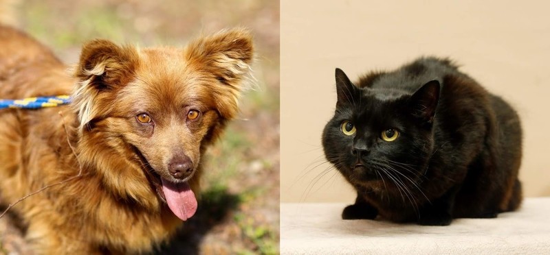 Elbląg, arch.schroniska dla zwierząt Elbląg, arch.schroniska dla zwierząt