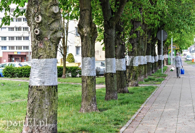 Elbląg, Oklejone kasztanowce przy ul. Nowowiejskiej Elbląg, Oklejone kasztanowce przy ul. Nowowiejskiej