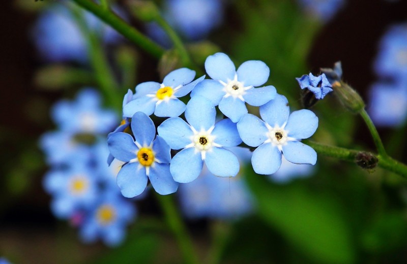 Elbląg, "Rosną nad potoczkiem, patrzą rybim oczkiem..."  (Opowieści z lasu, odc. 218)