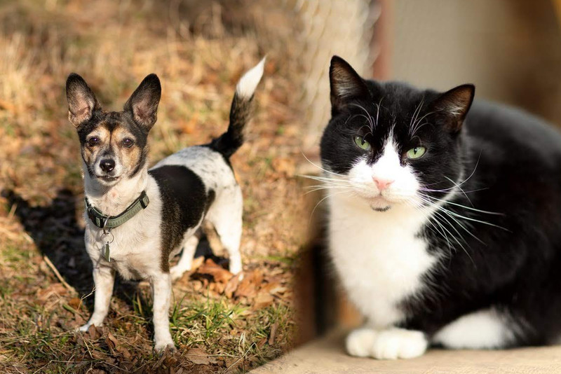Elbląg, Galeria pod psem i kotem  (odc.102)