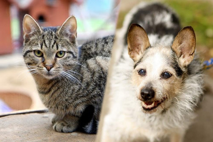 Elbląg, arch. schroniska dla zwierząt Elbląg, arch. schroniska dla zwierząt