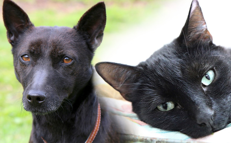 Elbląg, Galeria pod psem i kotem (odc.107) Elbląg, Galeria pod psem i kotem (odc.107)