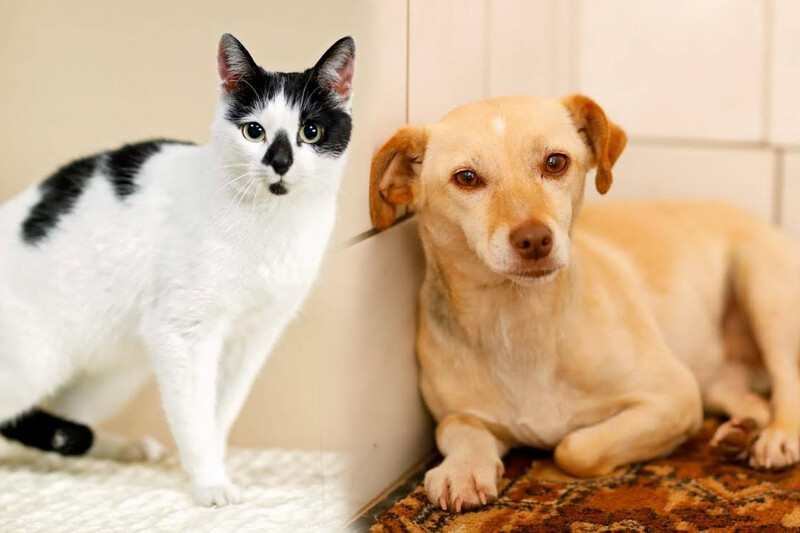 Elbląg, Galeria pod psem i kotem  (odc. 114)