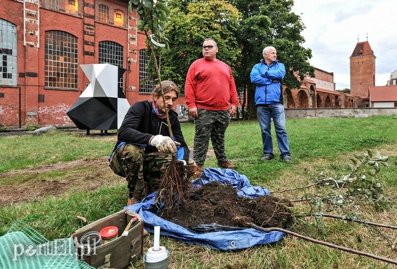 Elbląg, Na dziedzińcu Galerii EL zasadzono drzewa owocowe Elbląg, Na dziedzińcu Galerii EL zasadzono drzewa owocowe