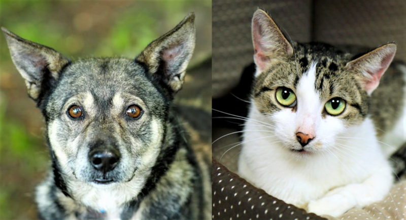 Elbląg, Galeria pod psem i kotem  (odc. 129)