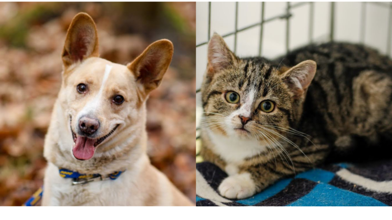 Elbląg, Murena i Marcel czekają na nowe domy,