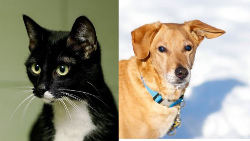 Elbląg, Galeria pod psem i kotem (odc. 138) Elbląg, Galeria pod psem i kotem (odc. 138)