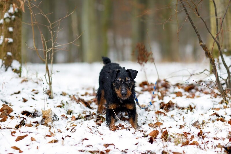 Elbląg, Zostań realnym lub wirtualnym opiekunem