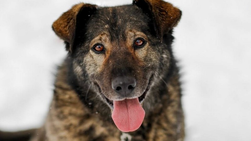 Elbląg, Zostań realnym lub wirtualnym opiekunem Elbląg, Zostań realnym lub wirtualnym opiekunem