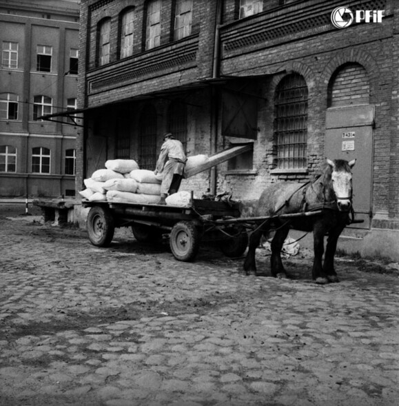 Elbląg, Czas na quiz. Czarno-biały