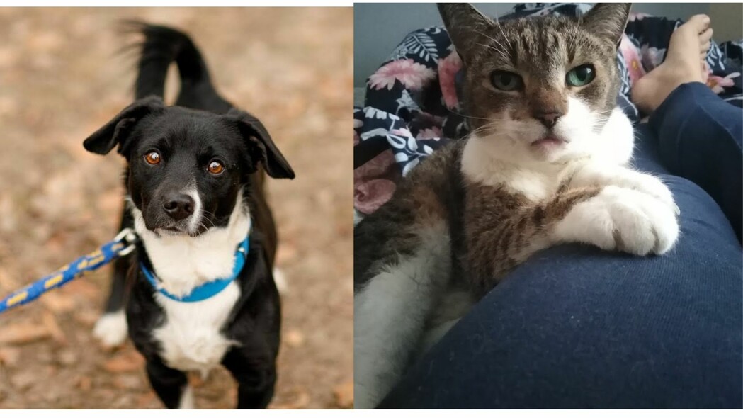 Elbląg, Galeria pod psem i kotem (Odc.144)