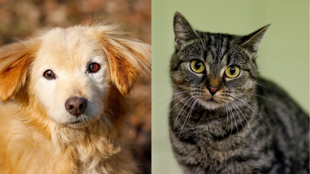 Elbląg, Galeria pod psem i kotem (odc. 146) Elbląg, Galeria pod psem i kotem (odc. 146)