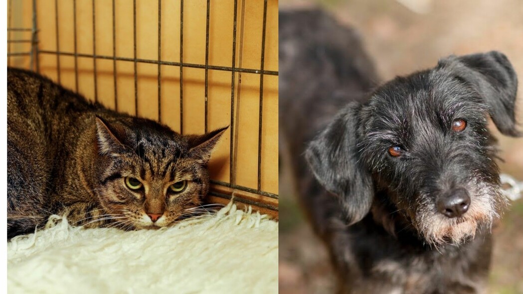 Elbląg, Galeria pod psem i kotem (odc. 147) Elbląg, Galeria pod psem i kotem (odc. 147)