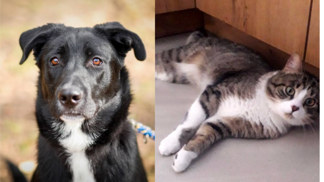 Elbląg, Galeria pod psem i kotem (odc. 148) Elbląg, Galeria pod psem i kotem (odc. 148)