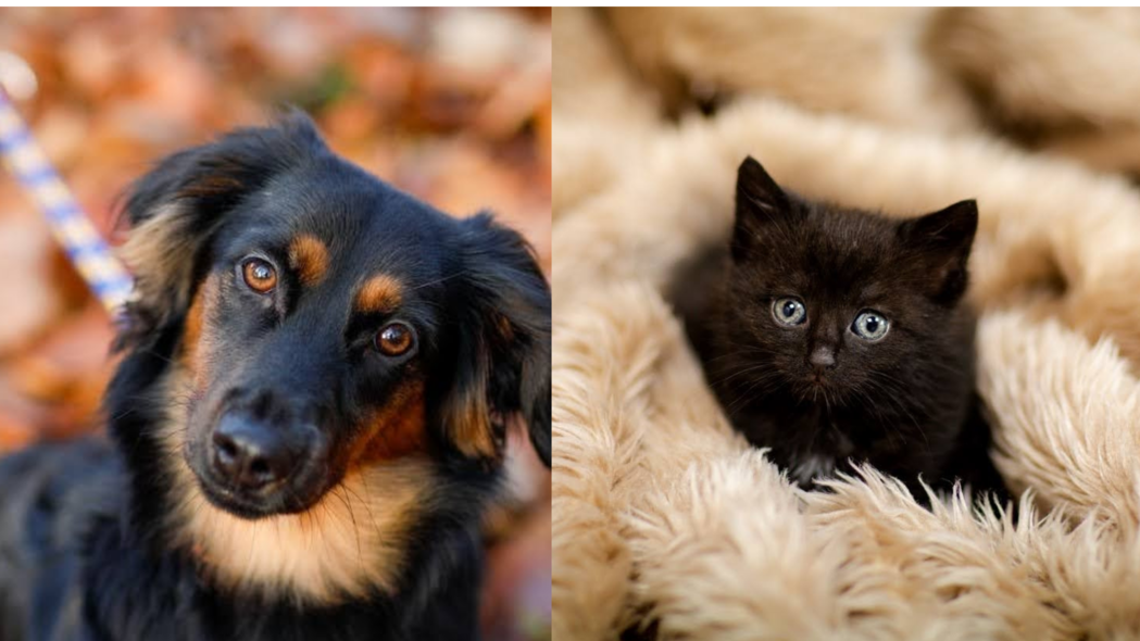 Elbląg, Galeria pod psem i kotem (odc. 150)