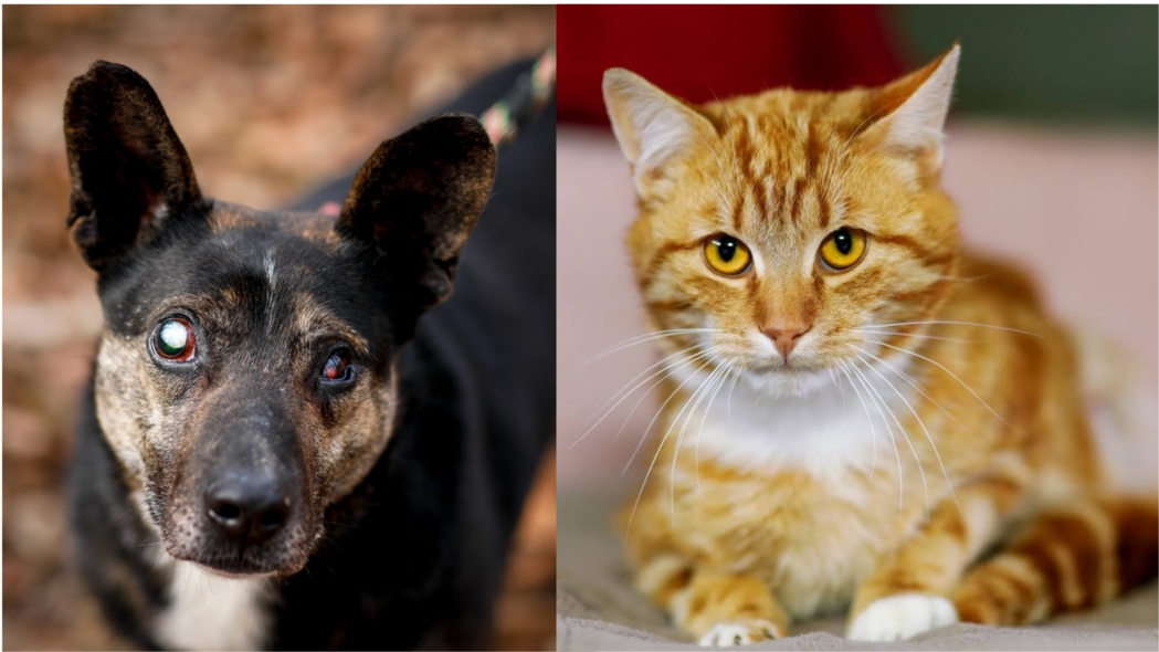 Elbląg, Galeria pod psem i kotem (odc. 152) Elbląg, Galeria pod psem i kotem (odc. 152)