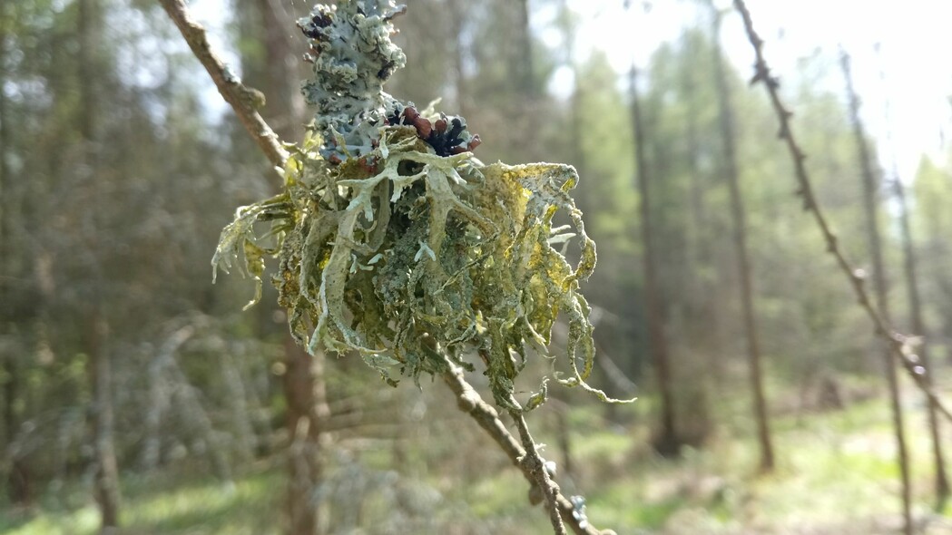 Elbląg, Twardziele świata przyrody (Opowieści z lasu, odc. 269) Elbląg, Twardziele świata przyrody (Opowieści z lasu, odc. 269)