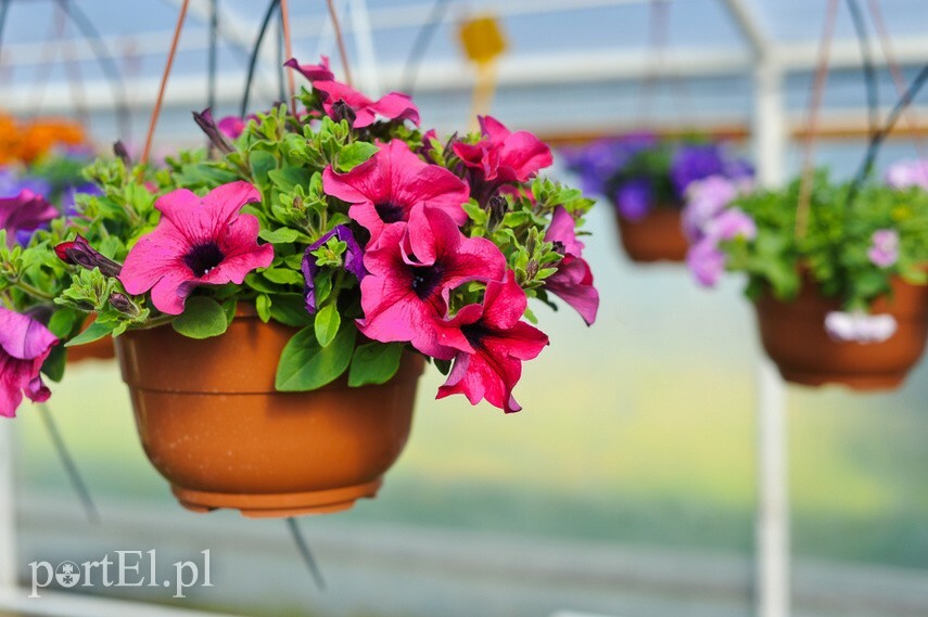 Najpiękniejsze kwiaty dla mamy