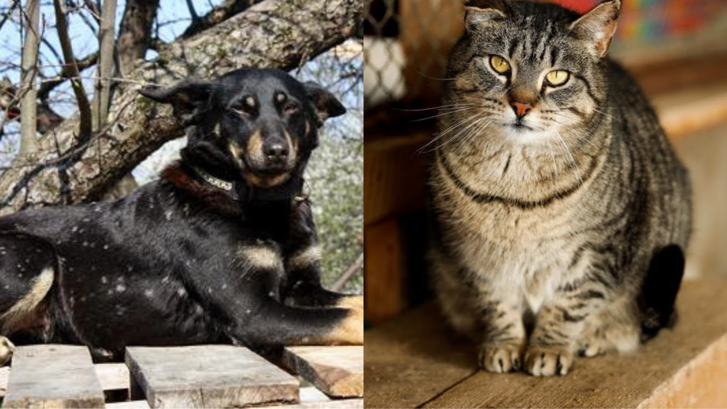 Elbląg, Galeria pod psem i kotem (odc. 154) Elbląg, Galeria pod psem i kotem (odc. 154)