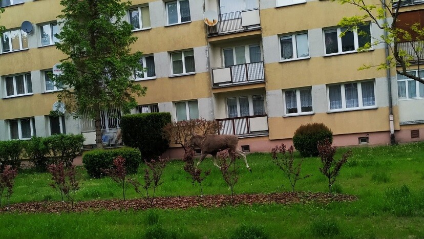 Elbląg, Łoś na Żeglarskiej  (aktualizacja)