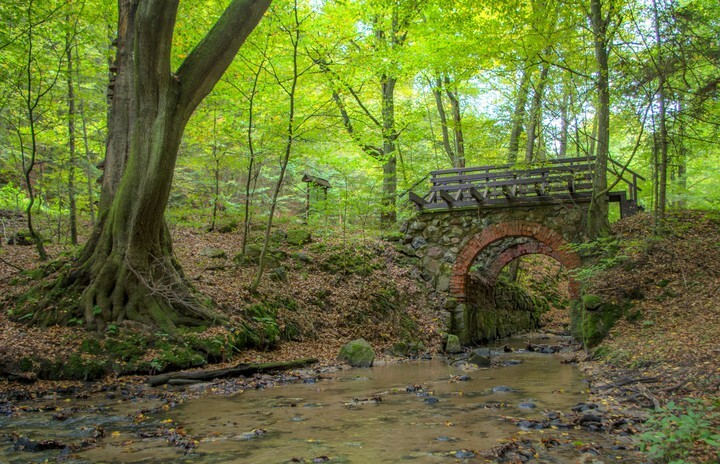 Elbląg, Mostek nad Grabianką, rezerwat Buki Wysoczyzny Elbląskiej.