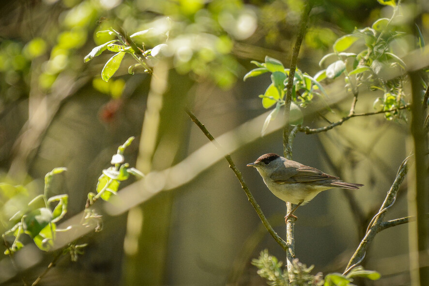 Elbląg, Utalentowany dekorator-wokalista (Opowieści z lasu, odc. 271) Elbląg, Utalentowany dekorator-wokalista (Opowieści z lasu, odc. 271)